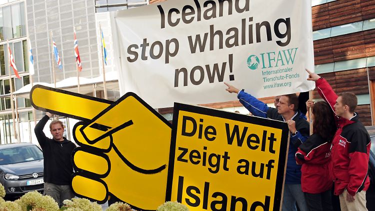 Obwohl der kommerzielle Walfang verboten ist, jagt Island seit 2006 Zwerg- und Finnwale. 2009 demonstrierten Aktivisten des Internationalen Tierschutzfonds vor der isländischen Botschaft in Berlin.
