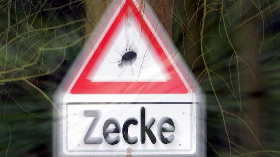 Insbesondere in den Risikogebieten sind Schutzimpfungen gegen die Infektionskrankheit FSME sinnvoll.