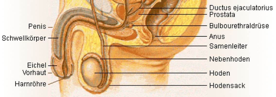 Male_anatomy_de[1].png