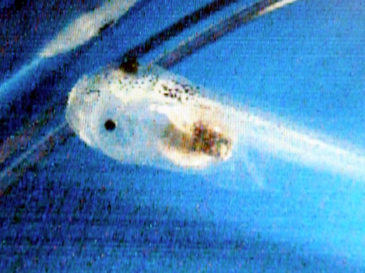 Zum ersten Mal haben Wissenschaftler Laute einer Kaulquappe unter Wasser vernommen.