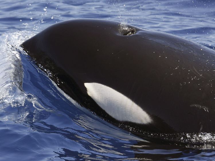 Ein Orca