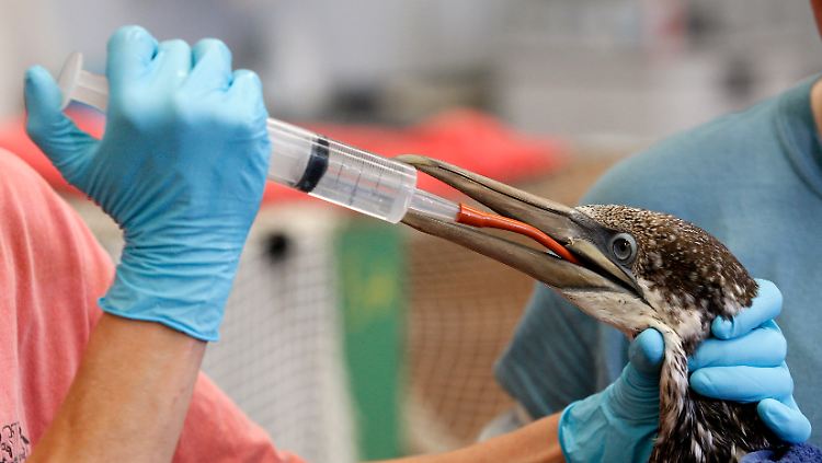 Tierschützer versorgen einen Basstölpel mit Wasser. Der Vogel war ölverschmiert gefunden worden.
