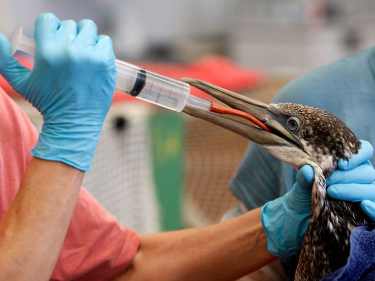 Tierschützer versorgen einen Basstölpel mit Wasser. Der Vogel war ölverschmiert gefunden worden.