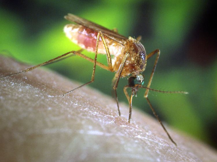 Das Sindbis-Virus wird vor allem von Mücken der Gattung Culex übertragen. Rund 16 Arten davon sind in Europa heimisch.