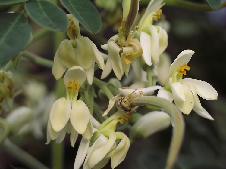 Die Blüten des Meerrettichbaumes, dessen lateinischer Name "Moringa oleifera" ist.
