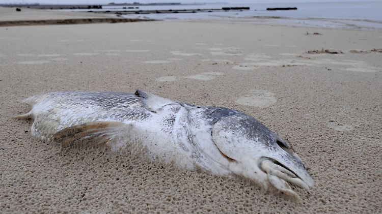 Dutzende Tierarten sind bedroht: Fische, Krebse, Säugetiere und viele Vogelarten leben in dem ökologisch empfindlichen Mündungsgebiet des Mississippi und den Sumpfgebieten von Louisiana.