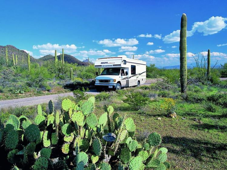 Auf in die Wüste: Viele Wohnmobilreisen in den USA führen in den Südwesten, wo große Kakteen die Landschaft prägen.