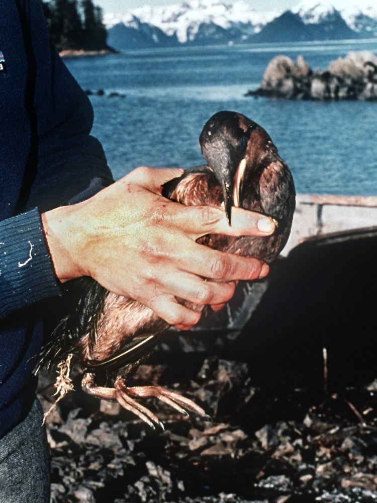 Zum Tode verurteilt: ein ölverklebter Seevogel, nach der Ölpest, das die "Exxon Valdez" 19989 verursachte.