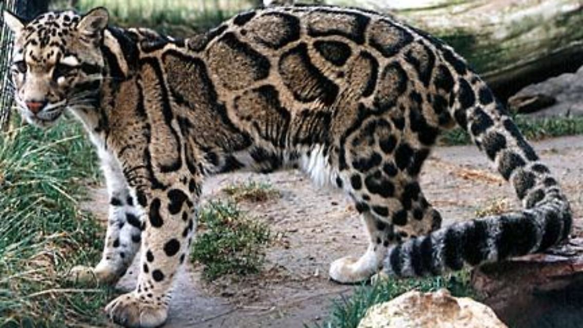 Nebelparder gehören trotz ihrer kleinen Statur zu den Großkatzen.
