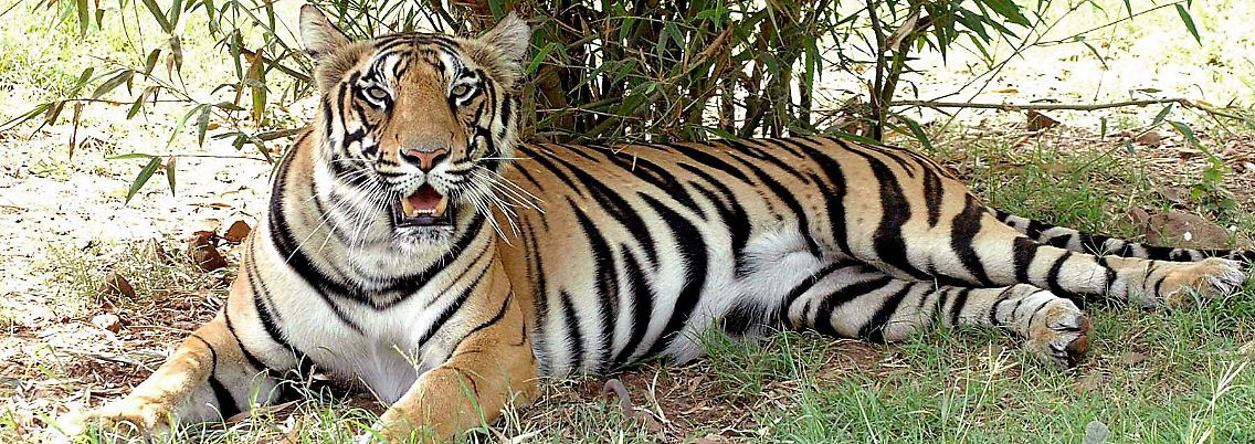 Ein Tiger liegt unter einem Baum im Nationalpark in Bhopal, Madhya Pradesh.