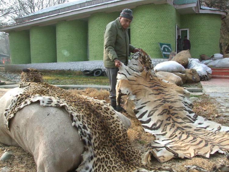 Tigerfelle sind besonders in China sehr beliebt (Foto: Illegal gehandelte Pelze kurz vor ihrer Verbrennung.)