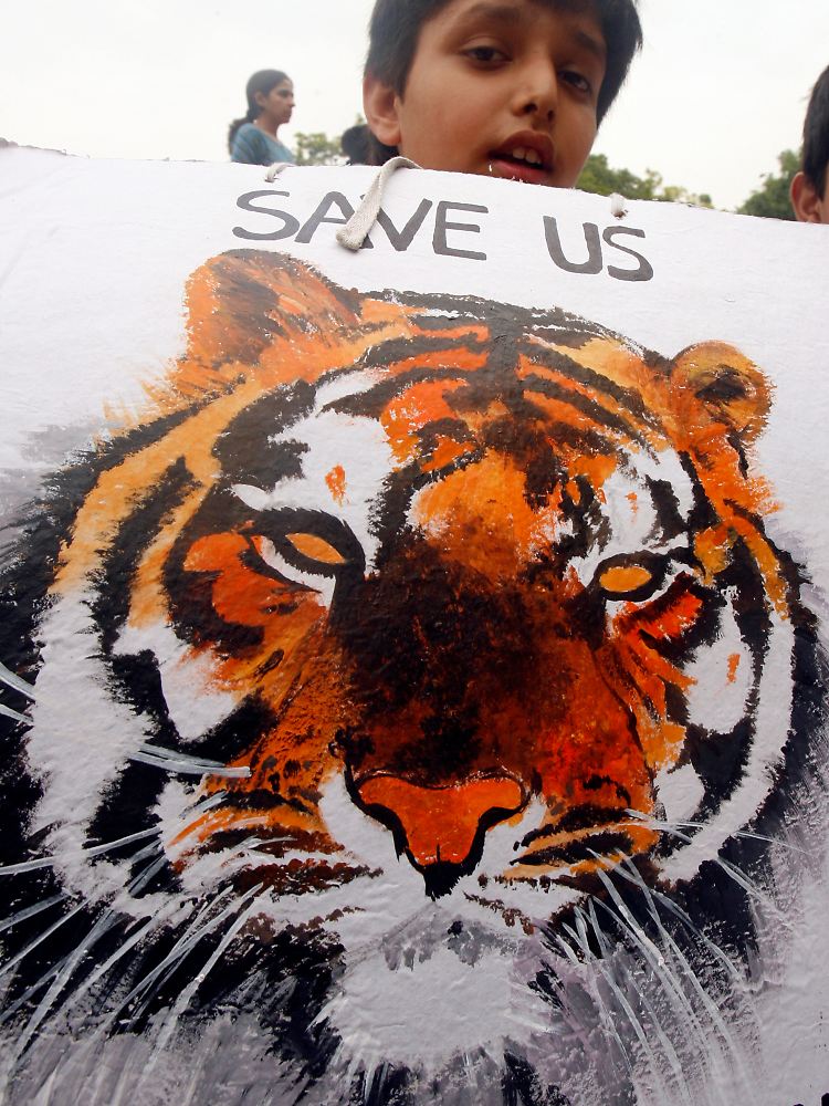 Bei einer Demonstration in Neu Delhi macht ein Junge auf die vom Aussterben bedrohten Tiger aufmerksam.