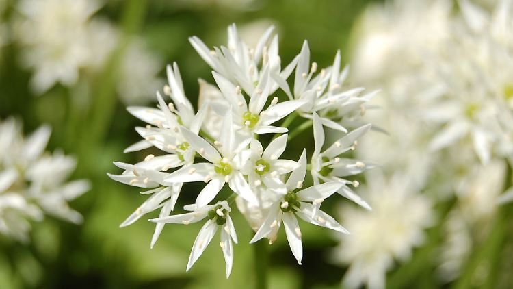 Bildschön - aber nach der Blüte welken die Blätter und sind für den Koch wertlos.
