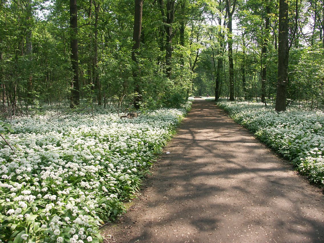 So wie im Leipziger Auenwald sind jetzt vielerorts Bärlaubwiesen zu sehen.