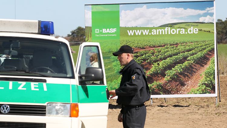 Die BASF-Kartoffel muss unter Polizeischutz angebaut werden.
