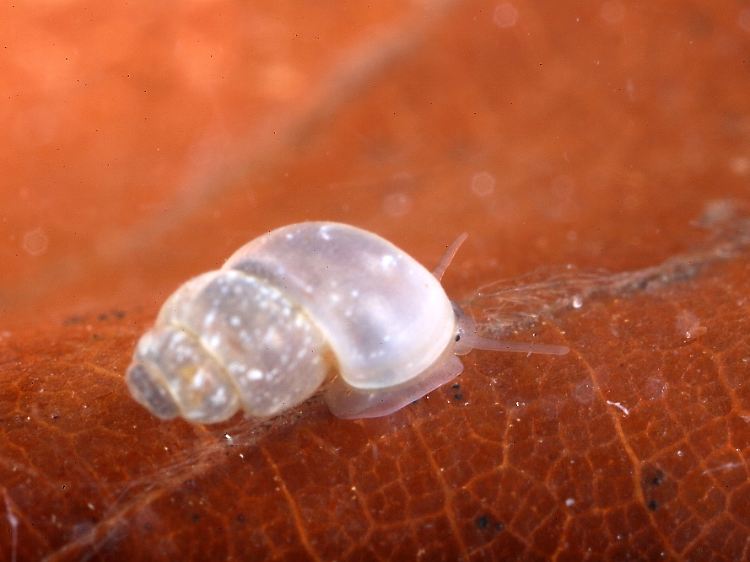 Eine Dunkers Quellschnecke auf einem Blatt im Nationalpark Kellerwald-Edersee.