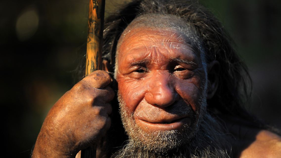 Die Nachbildung eines älteren Neandertalers im Neanderthal-Museum in Mettmann.