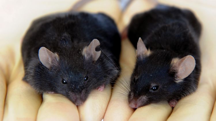 Mithilfe von Labormäusen haben Wissenschaftler die Umwandlung der Zellen nachgewiesen.