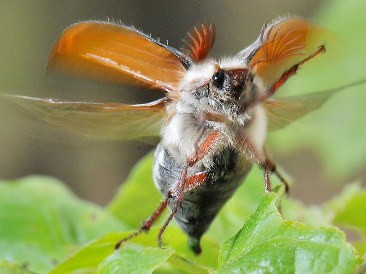 Mit aufgestellten Fühlern und rasend schnell schwirrenden Flügeln startet ein Maikäfer in einem Wald bei Darmstadt in Hessen in die Luft.
