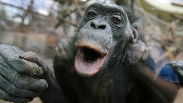 Bonobos verständigen sich auf vielfältigere Weise als andere Menschenaffen.