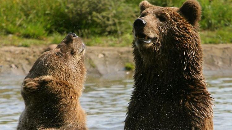 Viel Spaß beim Baden: Ben und Felix gehören zu den zehn Braunbären, die im Bärenwald Müritz ein neues Zuhause erhalten haben.