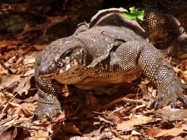 "Varanus palawanensis", eine der neu entdeckten Arten auf der Insel Palawan.