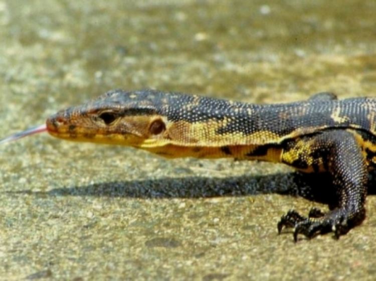 Ein junges Exemplar von Varanus cumingi samarensis, der neuen Unterart von der Insel Samar, Philippinen.