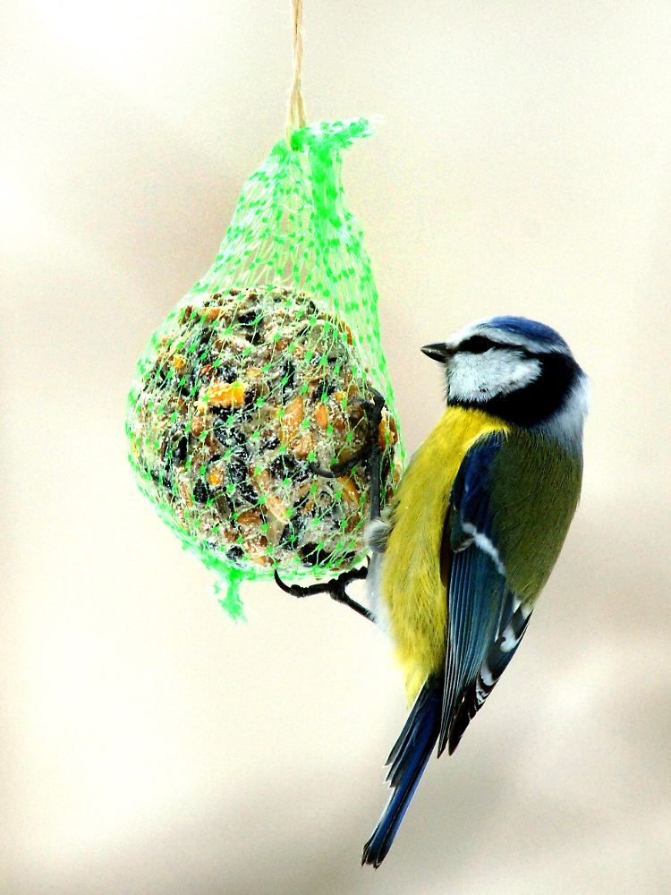 Eine Blaumeise pickt an einem Körnerknödel.