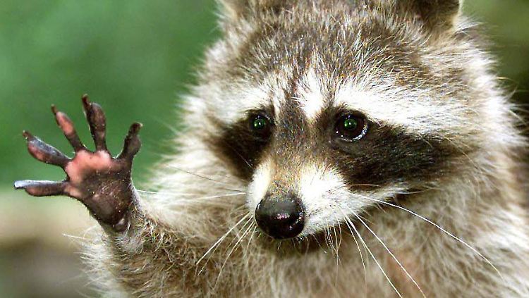 Nicht nur Deutschland, auch Japan hat ein Waschbären-Problem.