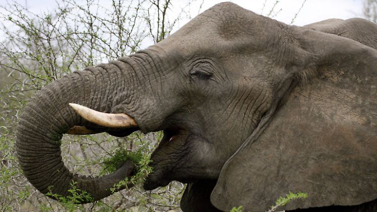 Elefant.jpg