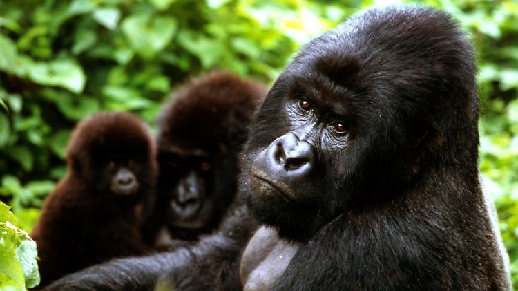 Berggorilla-Familie im Virunga-Nationalpark.