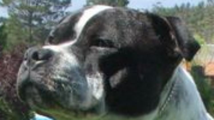 Staffordshire-Bullterrier