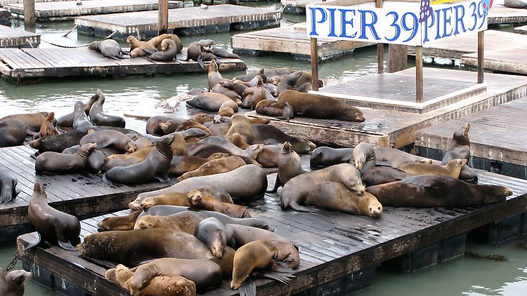 Seelöwen tummeln sich am Pier 39 in San Francisco (Bild vom 21. Mai 2010).