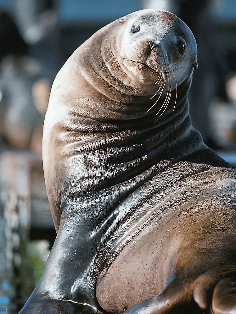 Die lautstarke Horde von Seelöwen auf den Bootsstegen in San Franciscos beliebter Fisherman's Wharf ist zurück.