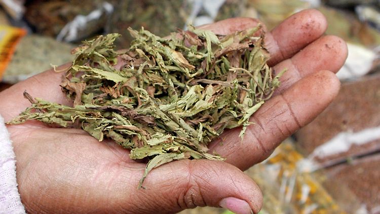 Als Tee sollte man Stevia besser nicht verzehren. Noch ist nicht klar, welche Inhaltsstoffe bei dem Aufguss gelöst werden.