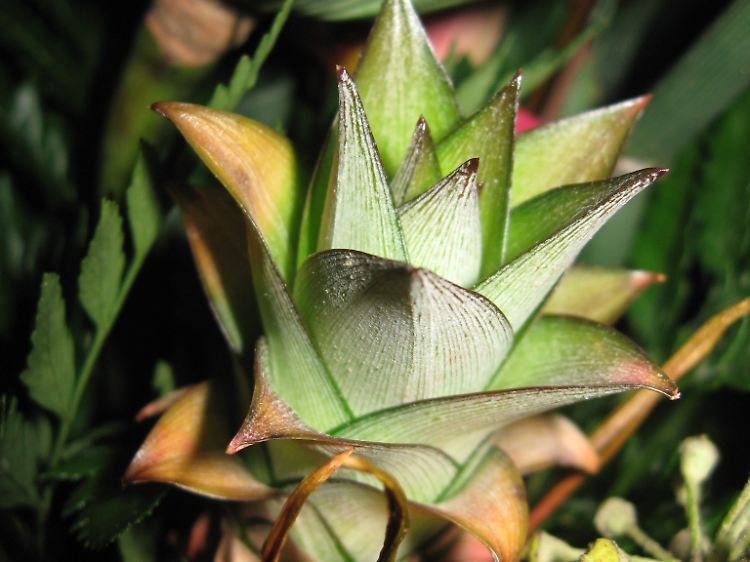 Die Ananas gehört zur Familie der Bromelien. Als Zierananas findet man sie auch in Blumensträußen.
