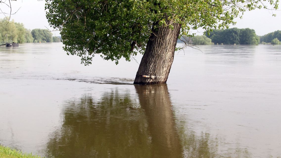 Das Hochwasser steht kurz unter der Markierung von 1997 an einem Baum in Ratzdorf.