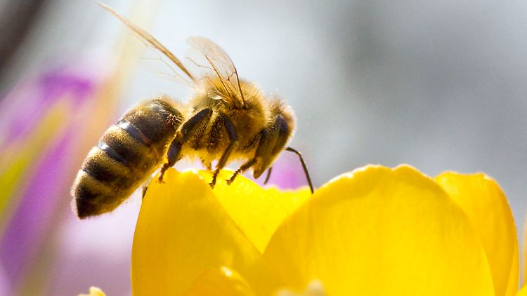 Bienen unter Handyeinfluss sammeln zwar Nektar, kehren aber seltener zu ihrem Bienenstock zurück.
