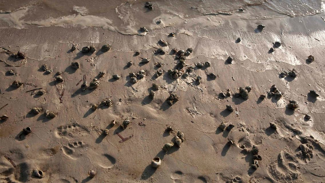 Einsiedlerkrebse am Strand von Dauphin Island, viele von ihnen tot.
