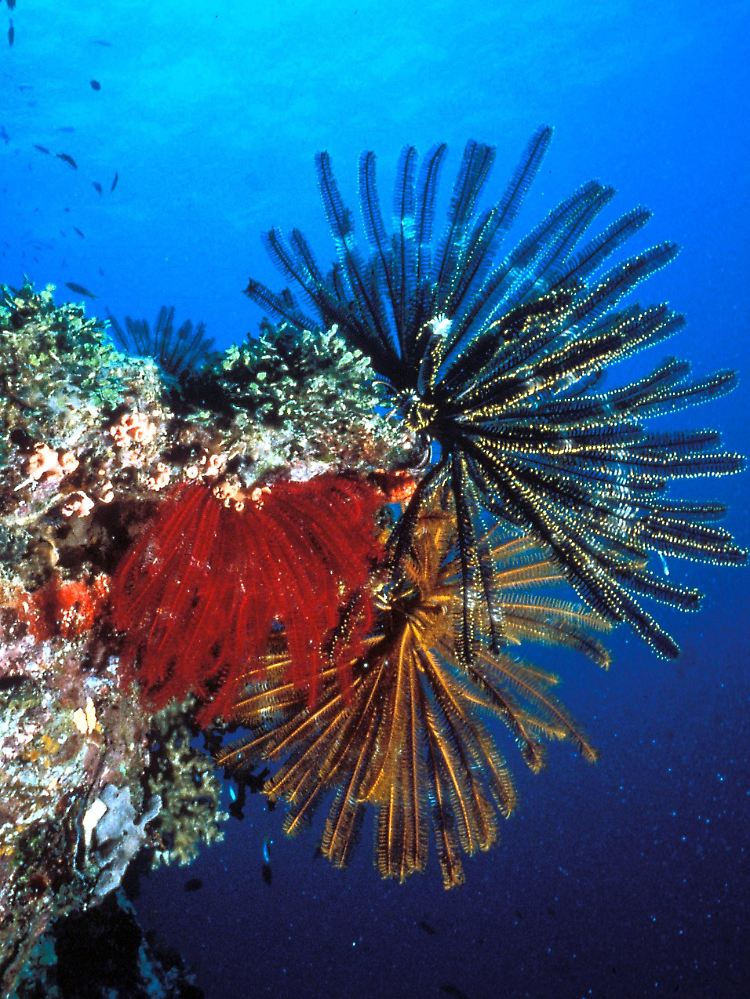 Farbenprächtiger Korallenbewuchs am Great Barrier Reef vor der Küste Australiens.