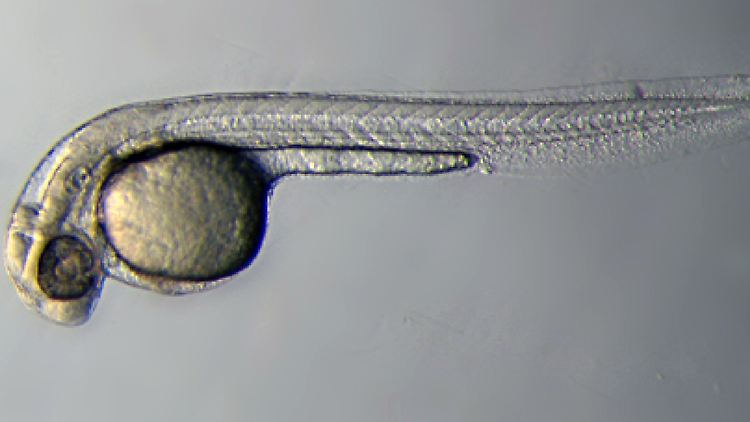Die durchsichtigen Larven des Zebrafisches: Sind sie zwei Millimeter groß, beginnt ihr Herz zu schlagen.