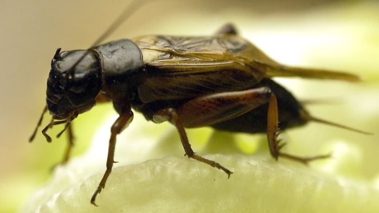 "Die Grillen-Seifenoper ist ein Modell für den Lebenskampf vieler Arten, sie zeigt uns, was bei der natürlichen Selektion in freier Wildbahn passiert."