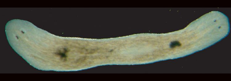 Experimente: Bei diesem Wurm wurde ein wichtiger Wachstumsfaktor ausgeschaltet, ein Wnt-Protein, welches die Zellen bei der Regeneration normalerweise darüber informiert, wo im Körper sie sich befinden. Ist dieses Protein nicht vorhanden, wissen die Zellen nicht mehr, wo vorne und hinten ist. So entsteht ein zweiter Kopf dort, wo eigentlich ein abgeschnittener Schwanz regenerieren sollte.