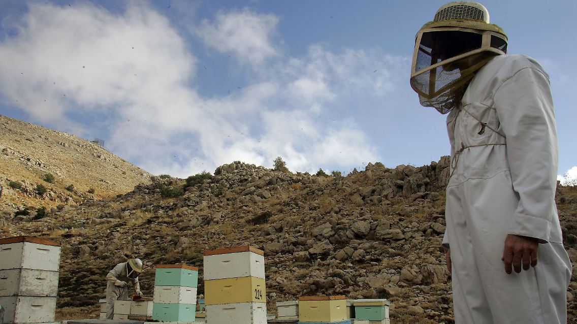 Nun liegt der Beweis vor: Auch im biblischen Land werden seit tausenden von Jahren Bienen gehalten.
