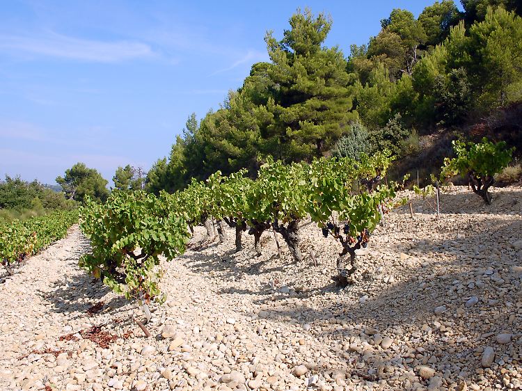 Auf dem Weinlehrpfad bei Rasteau geht es auch zu den Grenache-Rebstöcken - der Wein wächst zwischen Kieselsteinen, die dicht an dicht zwischen den Reben liegen, um die Wärme der Sonne zu speichern.