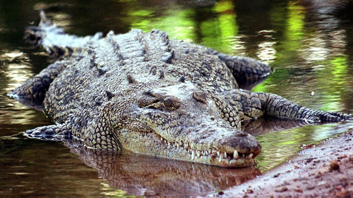 Salzwasserkrokodil in Darwin, Australien.