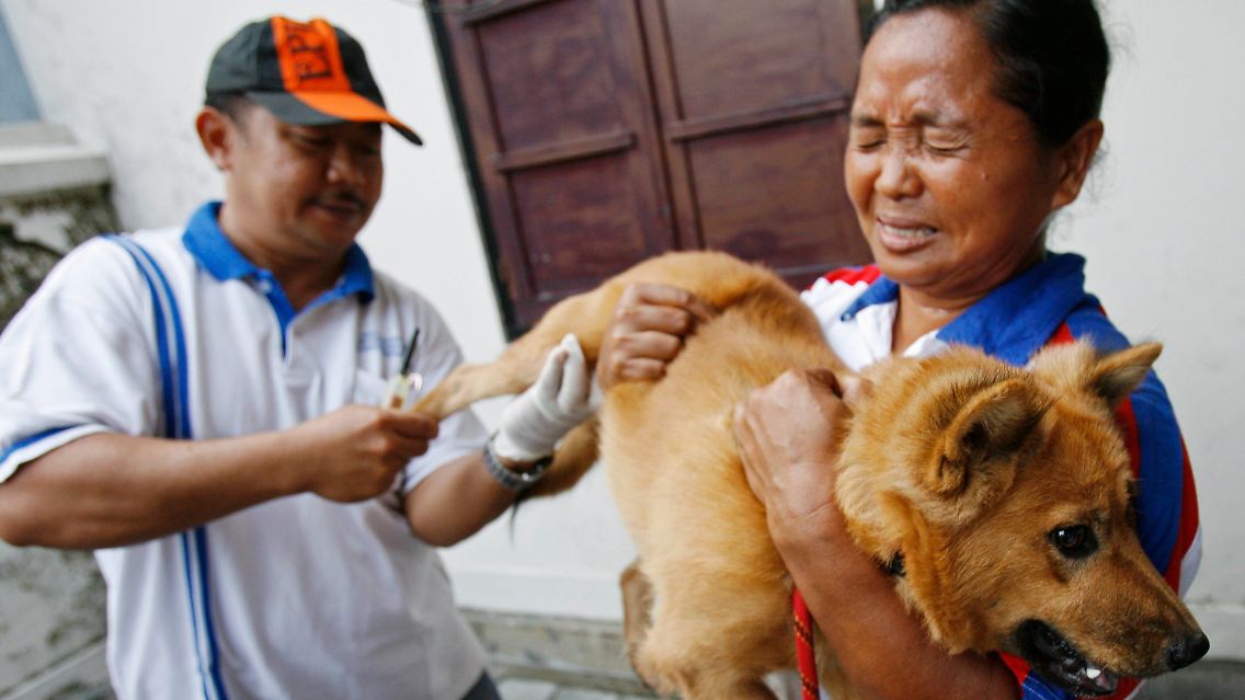 Tollwut auf Bali: Impfung eines Hundes (Dezember 2009).