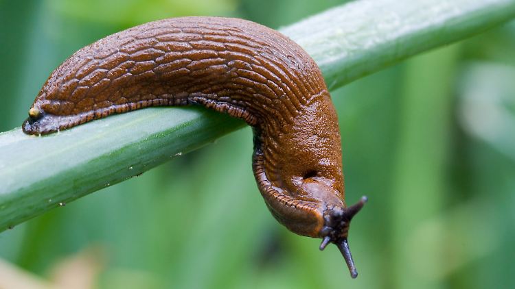 Feind des Gärtners - eine Spanische Wegschnecke.