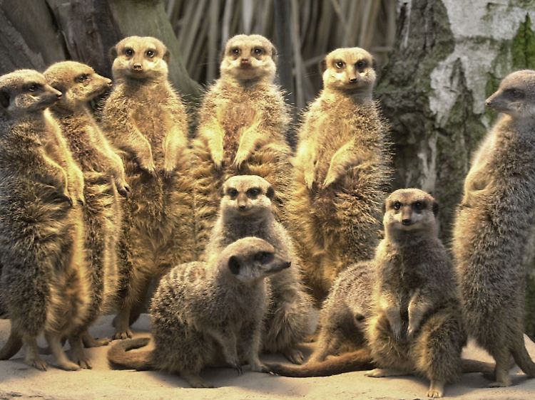 Gruppenbild unter der Wärmelampe: Erdmännchen (Suricata suricatta) haben ein feines Gespür - für Gefahren ebenso wie für Chancen.