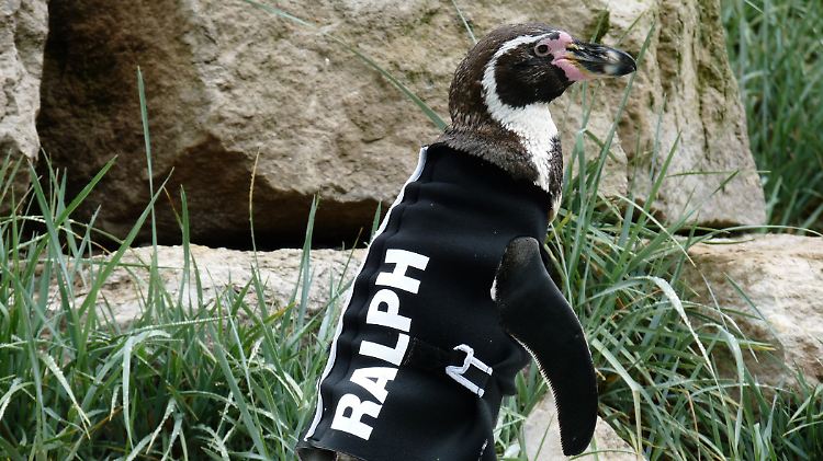 Ralph im Sommer 2010.